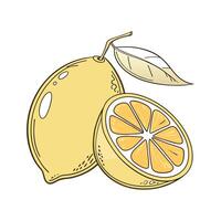 Vibrant Dwarf Meyer Lemon on White vector