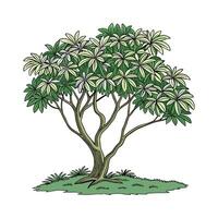 Dwarf Umbrella Tree Plant Display vector