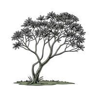 Elegant Dwarf Umbrella Tree Display vector