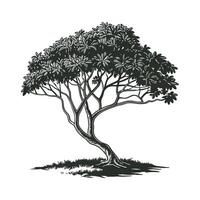 Dwarf Umbrella Tree Plant vector