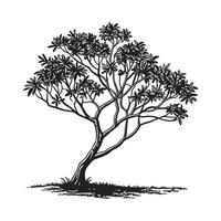 Beautiful Dwarf Umbrella Tree on White vector
