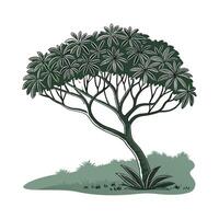 Elegant Schefflera Umbrella Tree Display vector