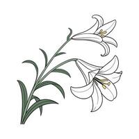 Easter Lily Lilium on Bright White vector
