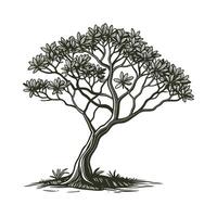 Vibrant Dwarf Umbrella Tree Plant vector