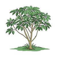 Beautiful Schefflera Umbrella Tree Display vector