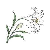 Elegant Easter Lily Lilium on White vector