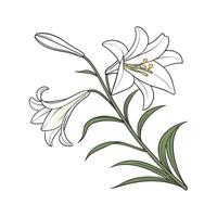 Vibrant Easter Lily Lilium Display vector