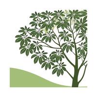Vibrant Schefflera Dwarf Umbrella Tree vector