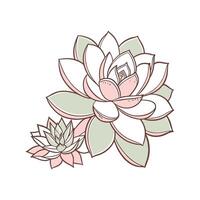 Elegant Echeveria Elegans Display vector