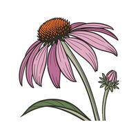 Vibrant Echinacea Display on White vector
