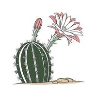Elegant Echinopsis Display on White vector