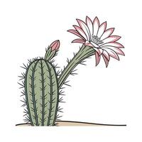 Charming Echinopsis Cactus on Bright White vector