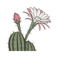 Stunning Echinopsis Cactus on White vector