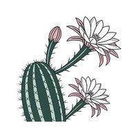 Colorful Echinopsis Cactus on White vector