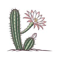 Beautiful Echinopsis Cactus on White vector