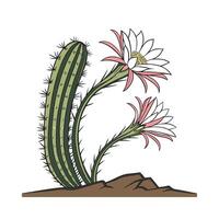 Vibrant Echinopsis Cactus on White vector