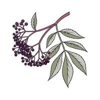 Elegant Elderberry Display on White vector