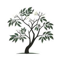 Elegant Elderberry Tree Sambucus vector