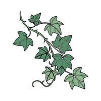Beautiful English Ivy Display on White vector