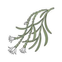 Vibrant Epiphytic Cactus on White vector