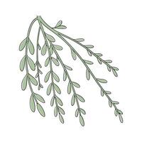 Beautiful Epiphytic Cactus on White vector