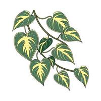 Beautiful Epipremnum Aureum on White vector