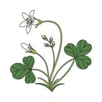 Elegant False Shamrock Display vector