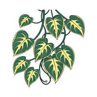 Vibrant Epipremnum Aureum Display vector