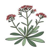 Elegant Euphorbia Display on White vector