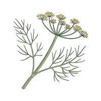 Elegant Fennel Display on White vector