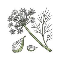Colorful Fennel on Bright White vector
