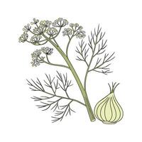 Elegant Fennel on Clean White vector