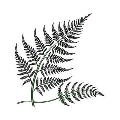 Elegant Fern Fraction Asplenium on White