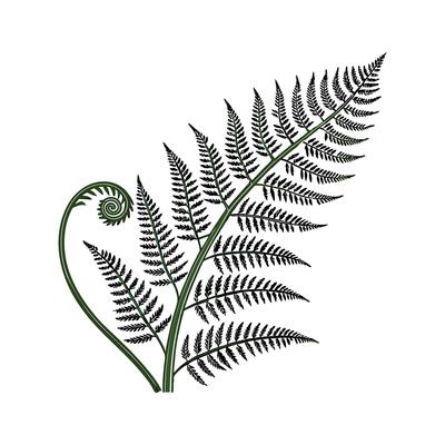 Vibrant Fern Fraction Asplenium Display