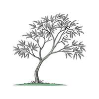 Beautiful Ficus Benjamina on Clean White vector