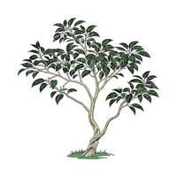 Ficus Benjamina Plant Display vector
