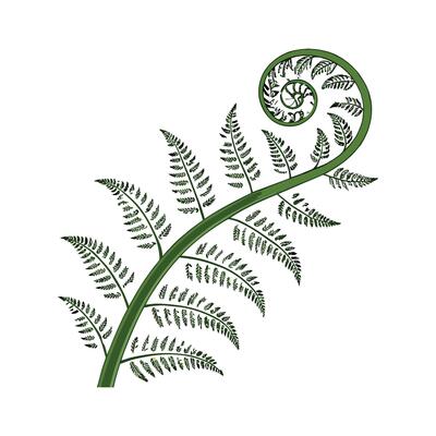 Vibrant Fiddlehead Fern Display