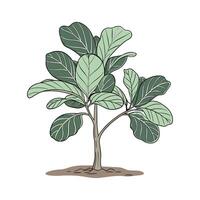 Fiddle Leaf Fig Plant Display vector