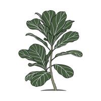 Elegant Fiddle Leaf Fig Ficus Display vector