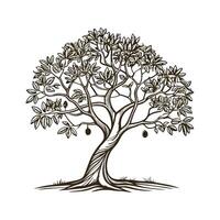 Beautiful Fig Tree Ficus on White vector