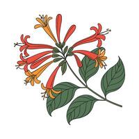 Elegant Firecracker Plant Display vector