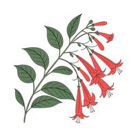 Elegant Firecracker Plant Russelia Display vector