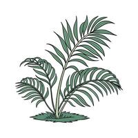 Elegant Fish Tail Palm on White vector