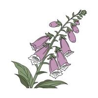 Stylish Foxglove Plant Botanical Illustration Design vector