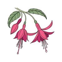Elegant Fuchsia Plant Botanical Illustration vector