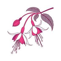 Artistic Fuchsia Plant Illustration for Decorative Design vector
