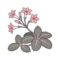 Beautiful Fuzzy Kalanchoe Plant Illustration Design vector