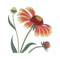 Charming Gaillardia Flower Artistic Display vector