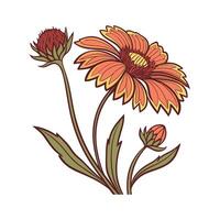 Stylish Gaillardia Flower Artwork Display vector