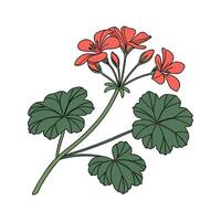 Charming Geranium Flower Artistic Illustration Design vector